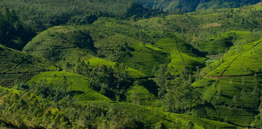 Nuwara Eliya